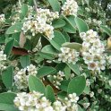 Cotoneaster pannosus